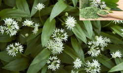 wildgarlic_980950565_1295634008